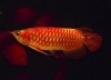 Red-Arowana-Fish-and-Many-Other-For-Sale